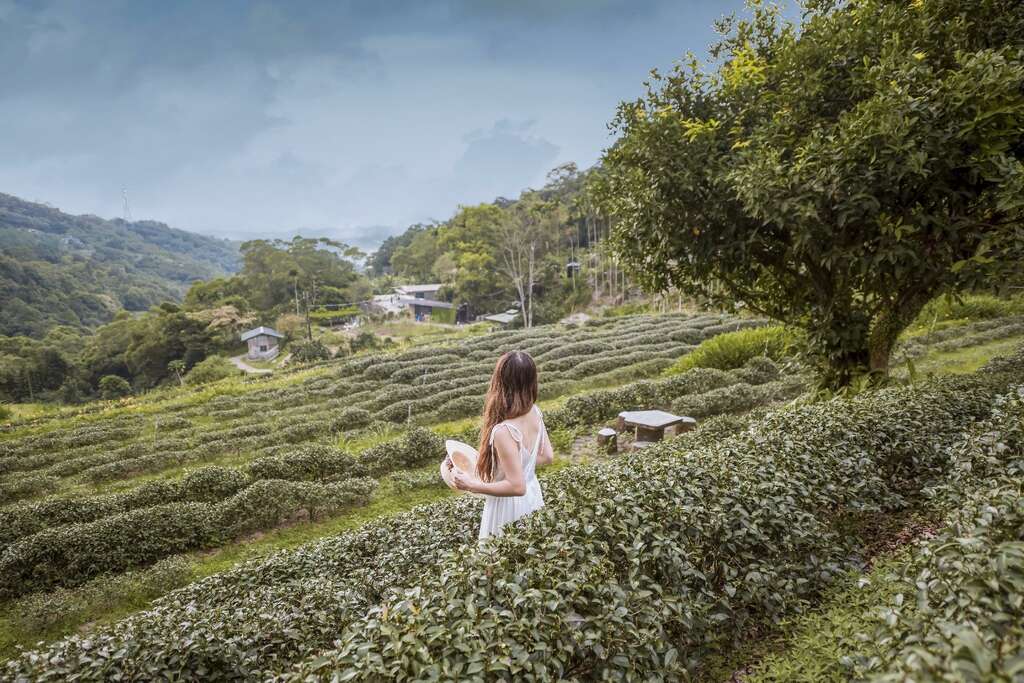 The tea garden in Maokong Photo provided by Department of Information and Tourism, Taipei City Government