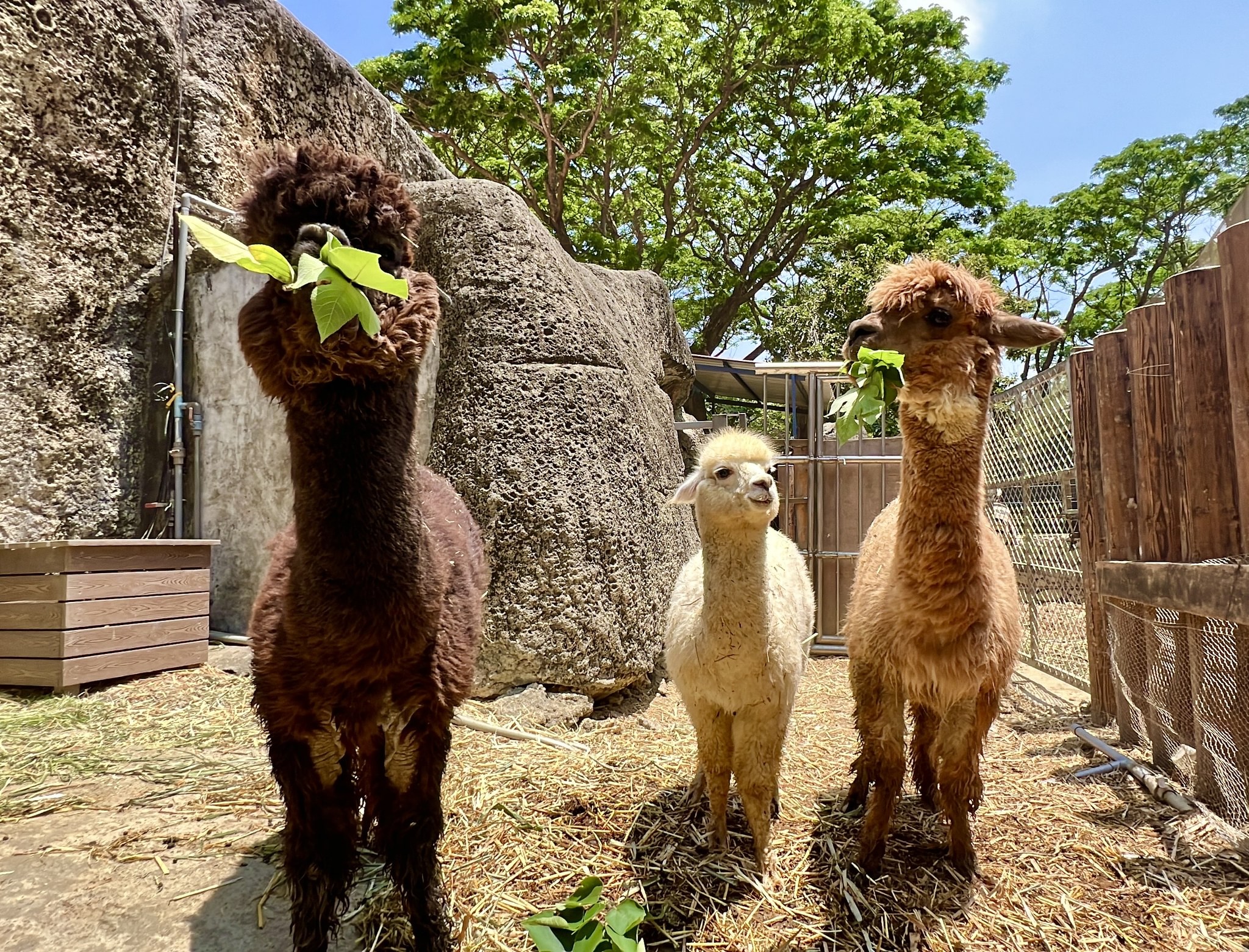 壽山動物園內可愛的羊駝 圖／翻攝壽山動物園臉書