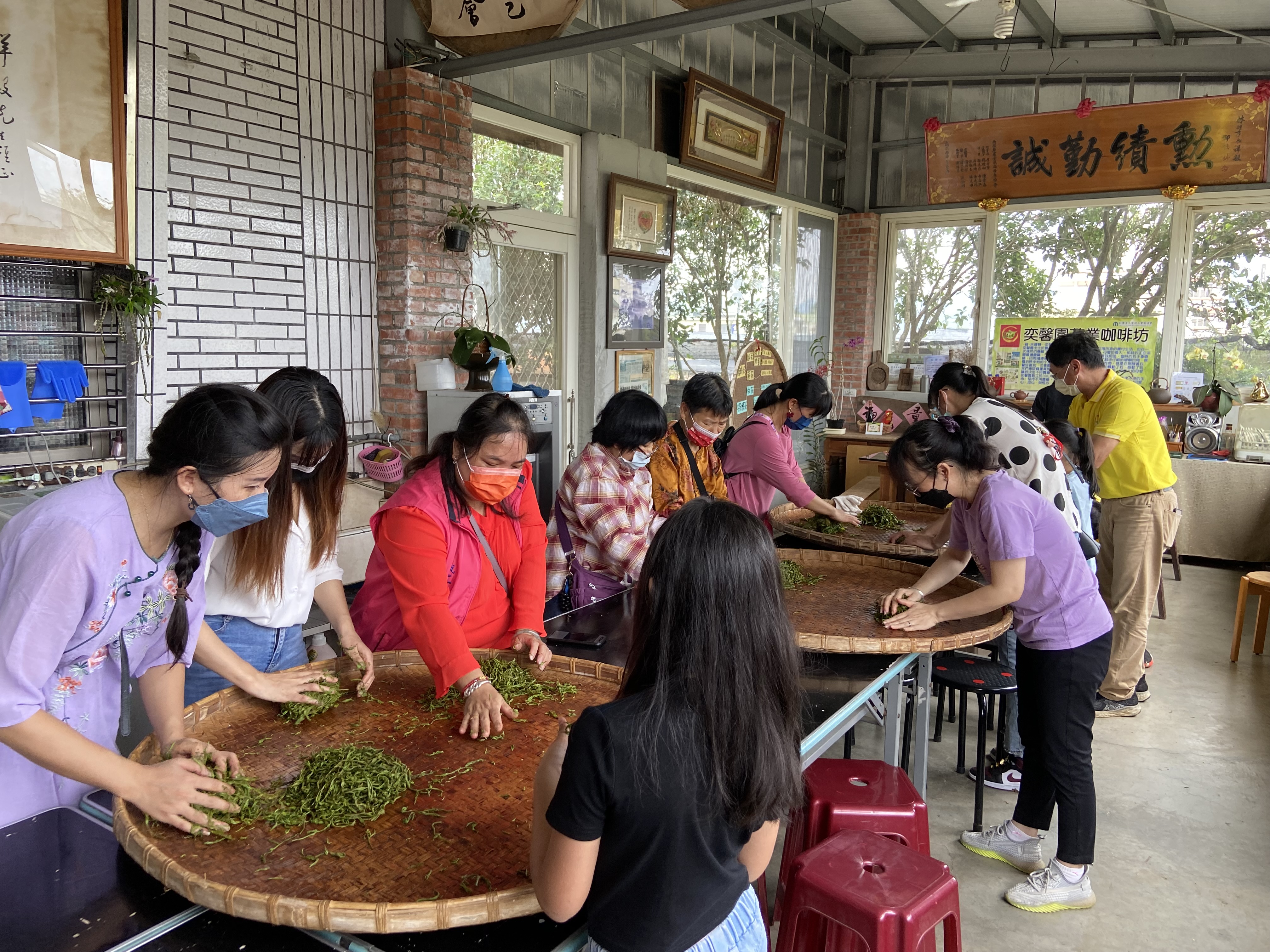 新住民家庭透過揉茶，體驗製茶的過程，也增進親子互動情感。 圖／南投縣服務站提供