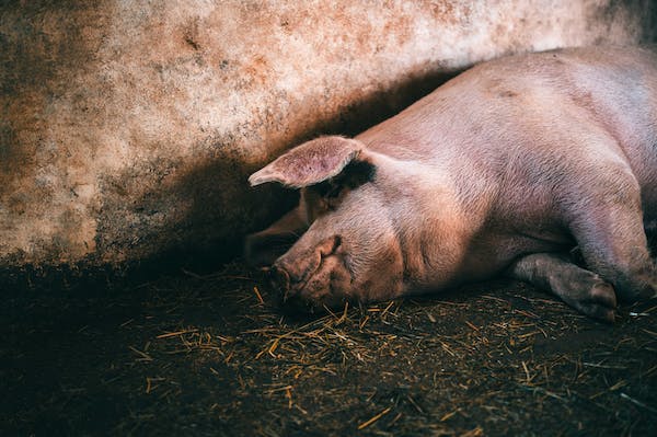 政府持續宣導請勿攜帶肉品入境，以避免非洲豬瘟疫情擴散 圖／翻攝自Pixabay圖庫