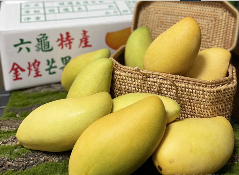 高雄金煌芒果甜美果實又大，又被稱為芒果之王 圖／高雄市農業局提供