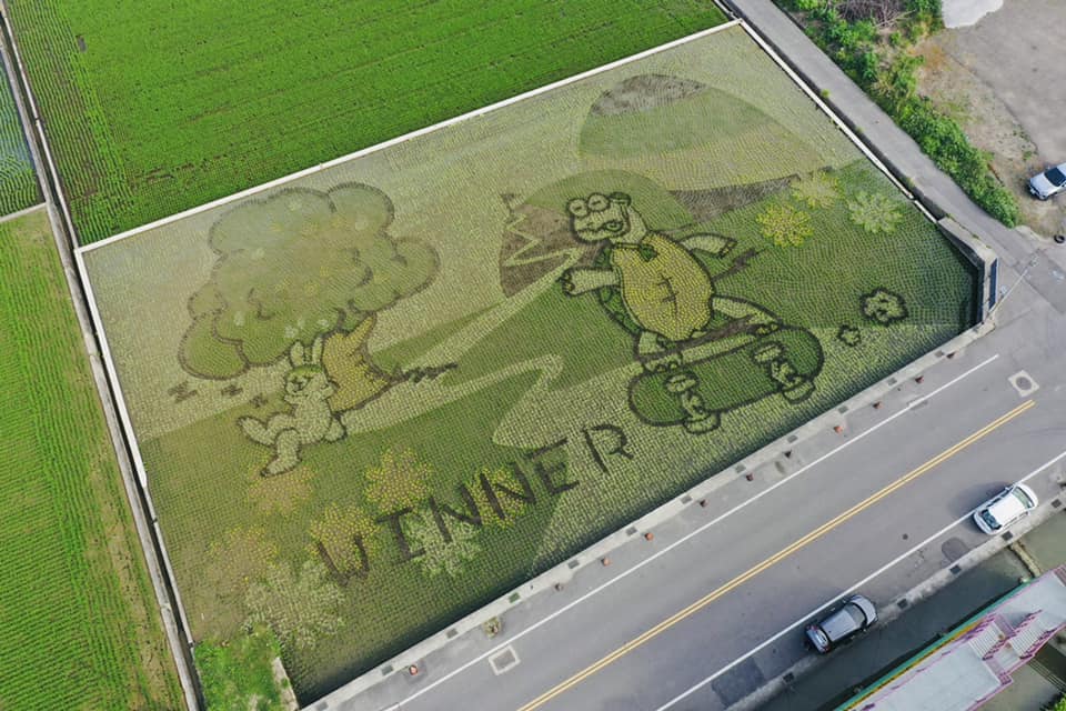 今年苑裡鎮農會的稻田彩繪主題為「龜兔賽跑」寓言故事  圖／翻攝自苑裡鎮農會臉書