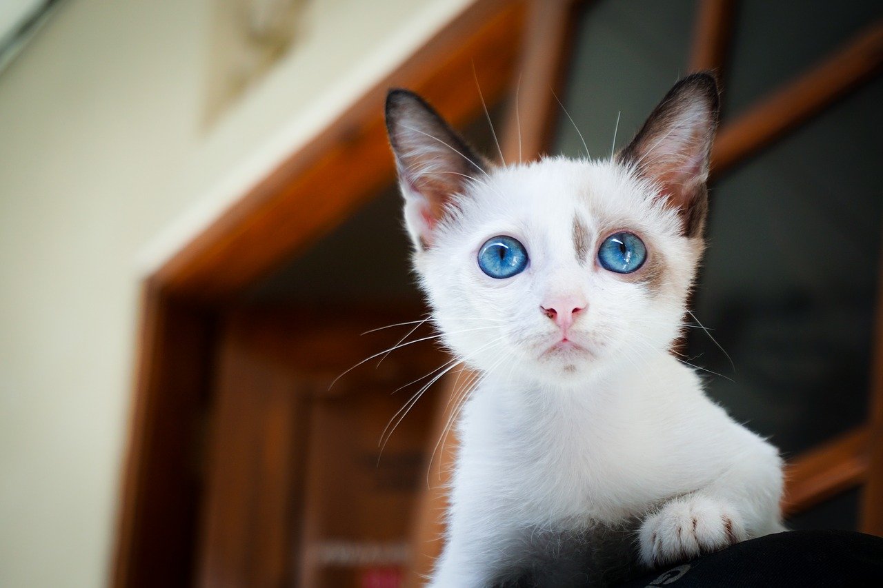 Converting your balcony into a cat sanctuary. (Photo / Retrieved from Pixabay)