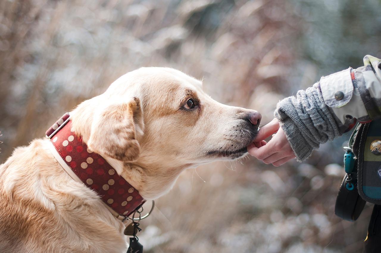 Dogs make residential neighborhoods safer. (Photo / Retrieved from Pixabay)