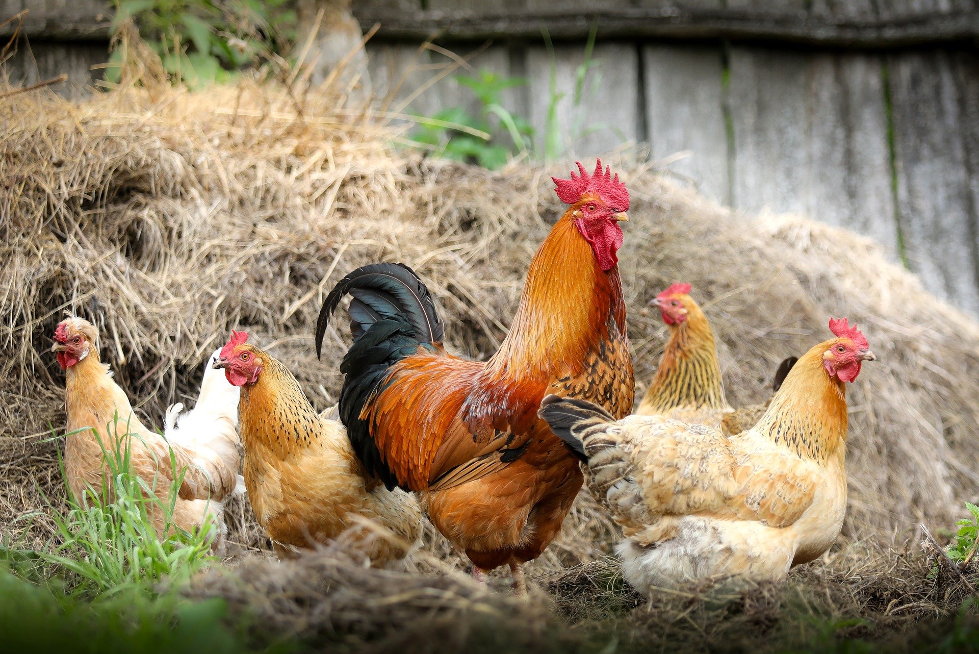 每隻雞的品種不同，也讓牠們的身型有所差異。Different breeds of chickens also come in different sizes. (Photo / Retrieved from Pixabay)