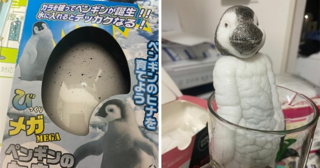 近期一位日本推特網友在孵化完動物玩具蛋後卻驚見一個變形的版本，讓他嚇傻。A Japanese social media user was left emotionally scarred after a toy egg "hatched" to show a distorted penguin. (Photo courtesy of @kshioriri/Twitter)