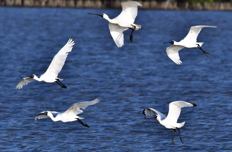 Take the most eco-friendly light bird watching excursion during Tainan Black-faced Spoonbill Conservation Season in Tainan.  Photo provided by Tainan Ecological Conservation Association